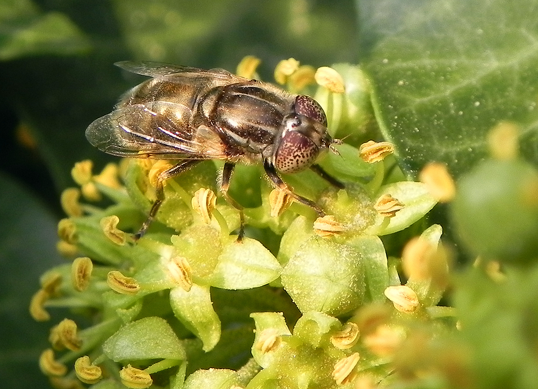 Fam. Syrphidae, Italia, Brescia, 8 Sep 2014. Provided by Paolo to children for didactics, but not shot with them.